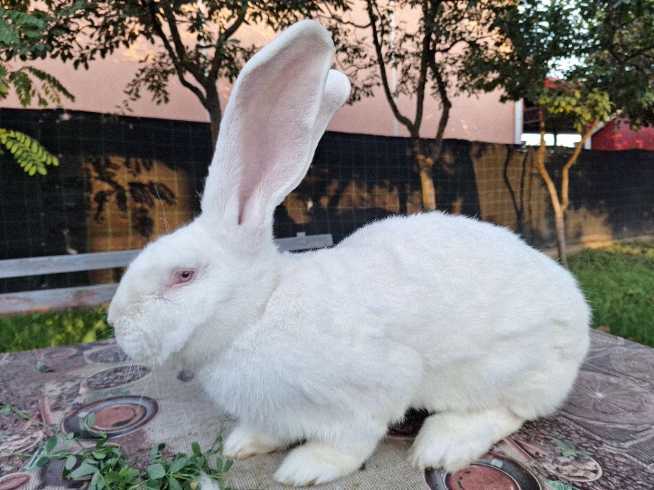 Vând iepuri urias german alb