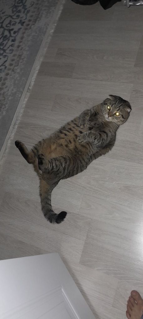 Бесплатна кошка отдам даром