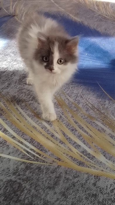 Отдам котят бесплатно