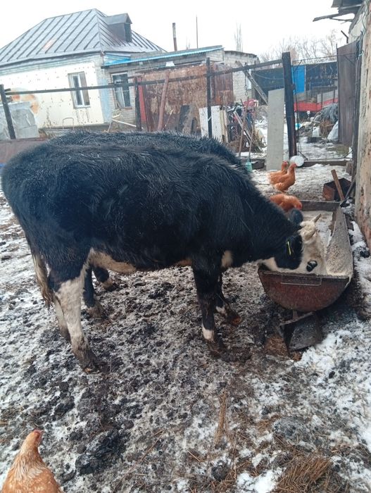 Продам телку годовалую
