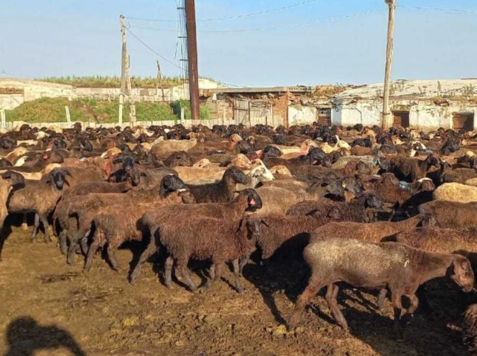 Семиз койлар тушкалап сатылады,баранина тушка продается