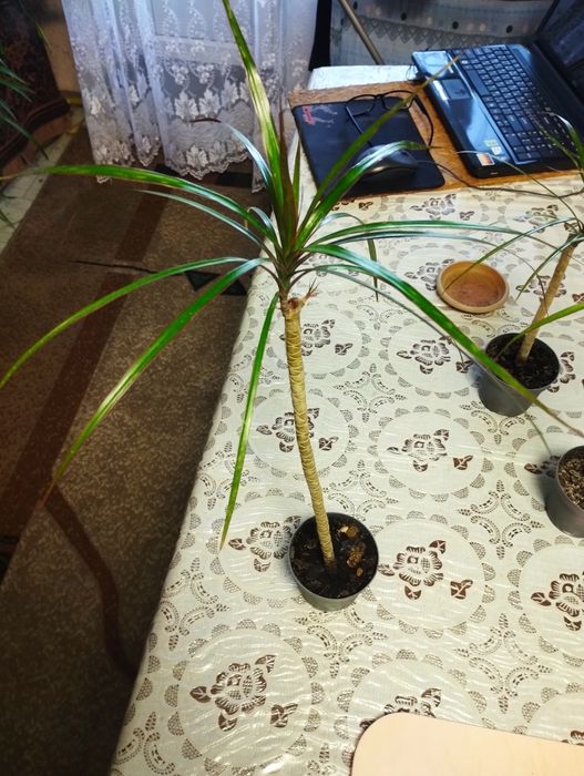 Продам цветы драцена