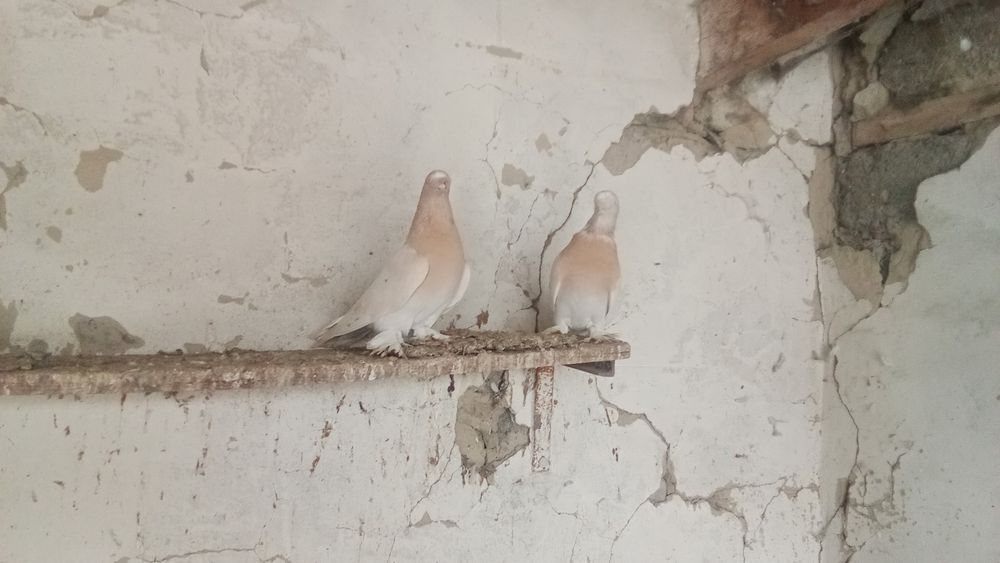 Продам поменяю голуби порода такла