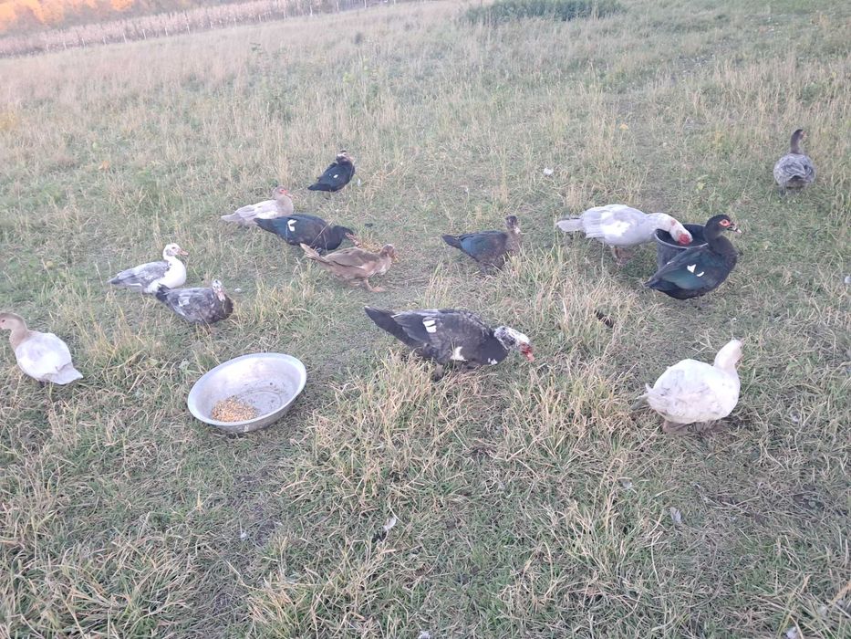 Rățoi leșești (muți)