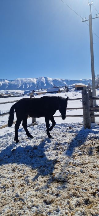 Продам жеребщика 2годовалого