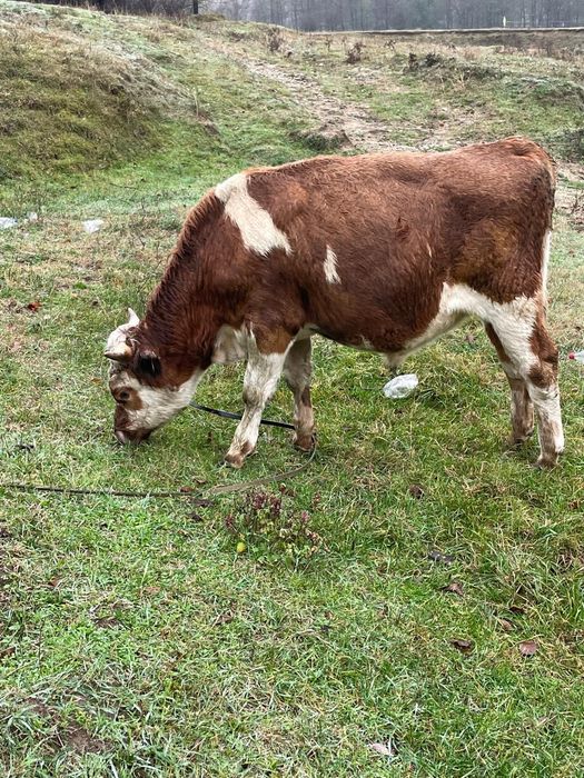 Vând tăuraș de 8 luni