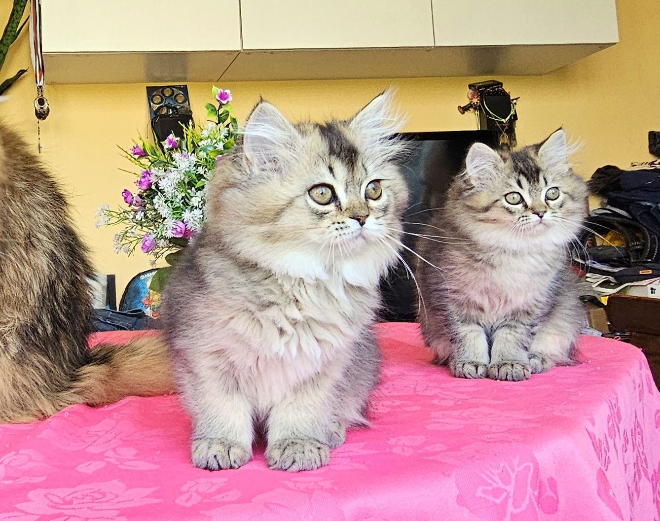 Дългокосмести златни котенца