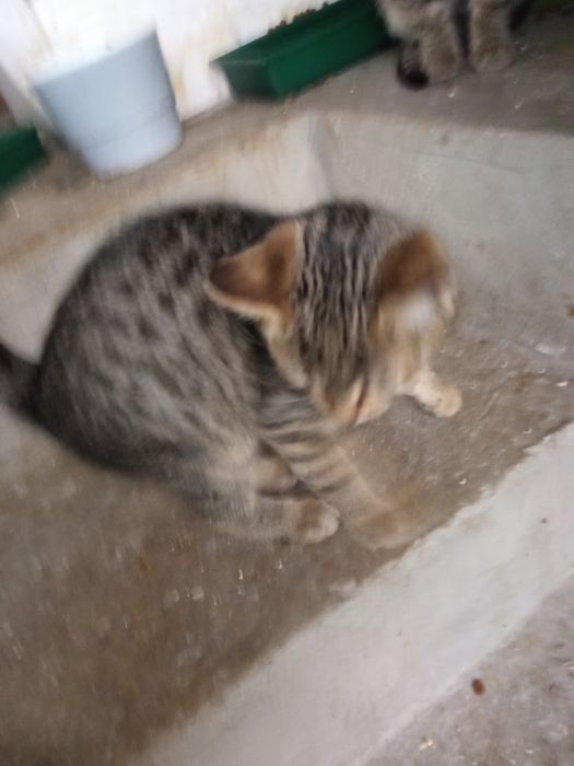 Малки бебета търсят дом