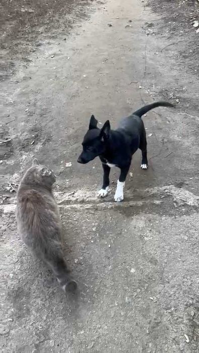 Собачке нужен дом!