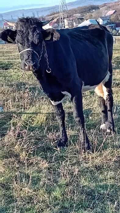 Vînd vacă de 3 ani gestantă în 8 luni