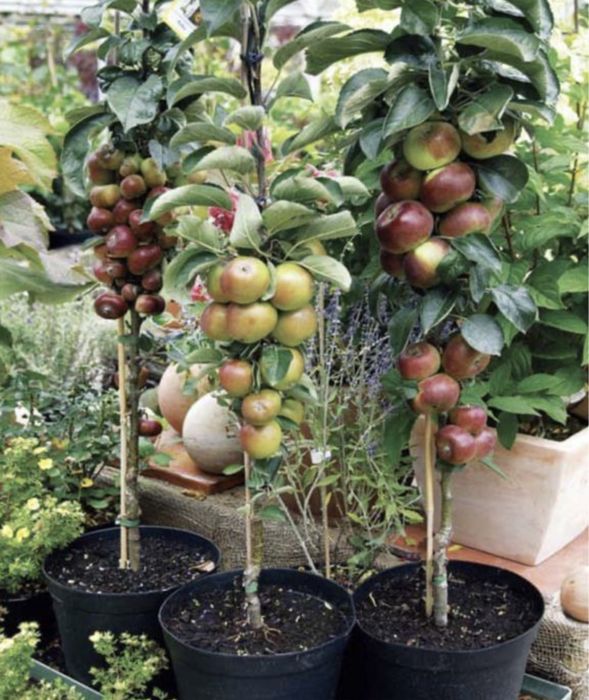 Pomi fructiferi columnari specifici zonele restranse