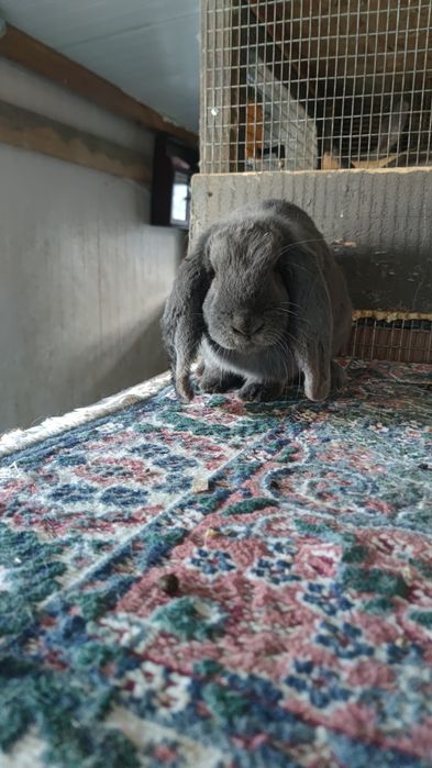 Berbec german rasă mare