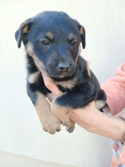 Donez catelusi de talie mica