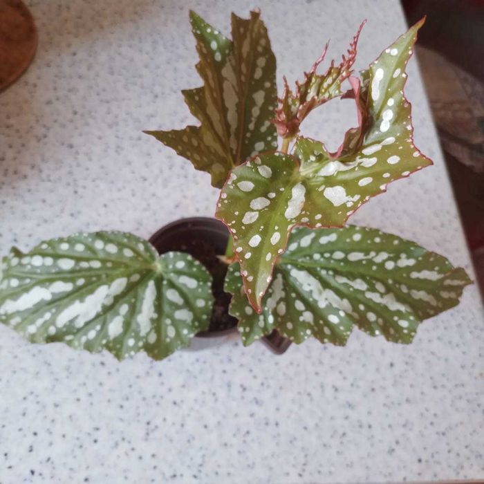 Продаются комнатные растения Бегонии