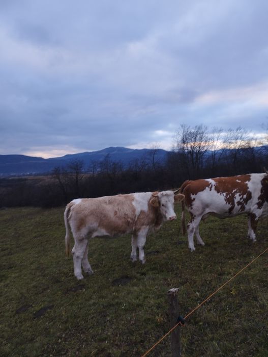 Vând juninci gestante