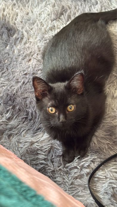 Отдам в добрые руки,котенок девочка