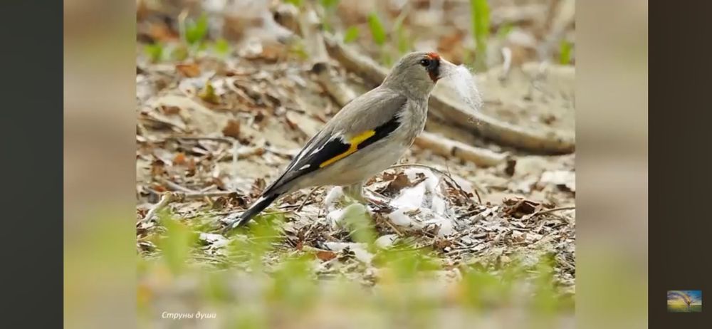 Щигол седоголовый