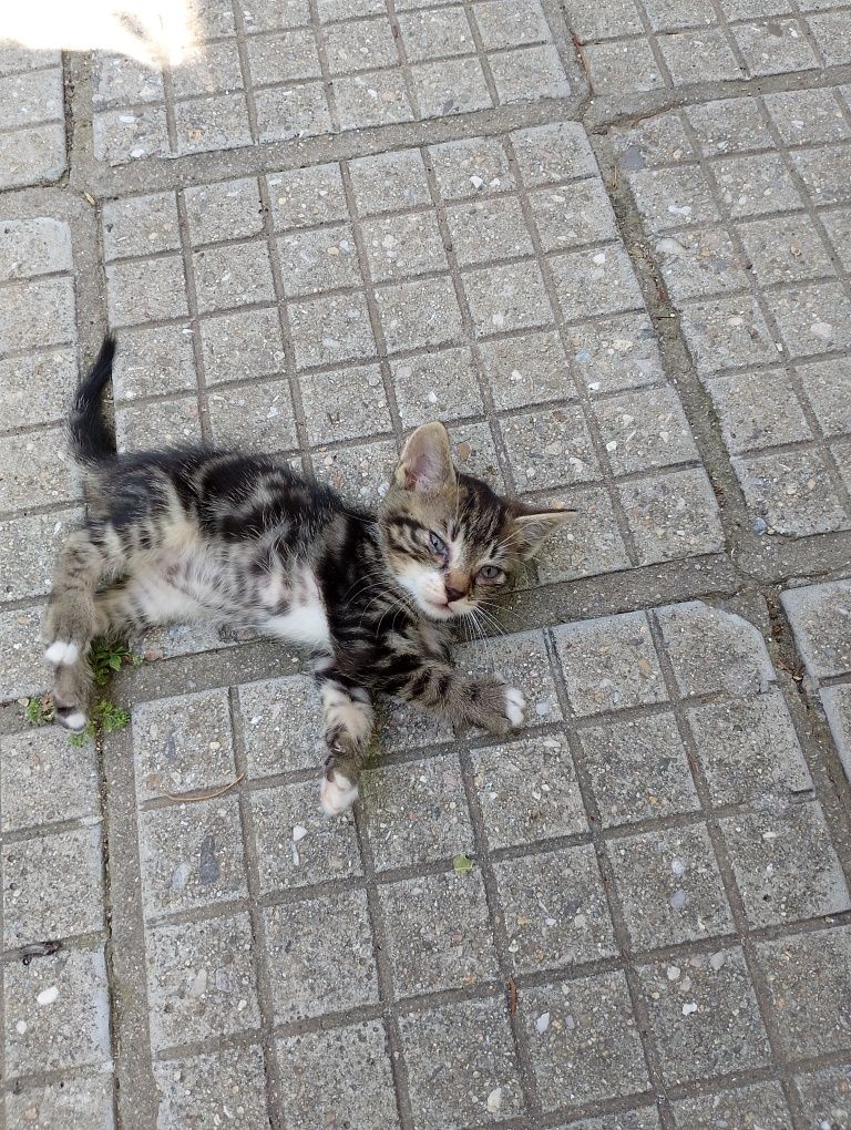 Подарявам котенца