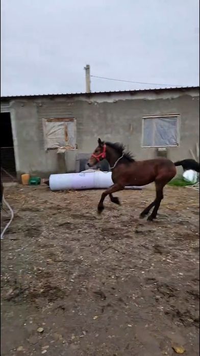 Metis frizian, mânză de 5luni