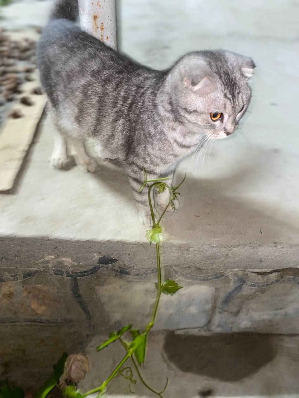 Mushuk sotiladi urgʻochi