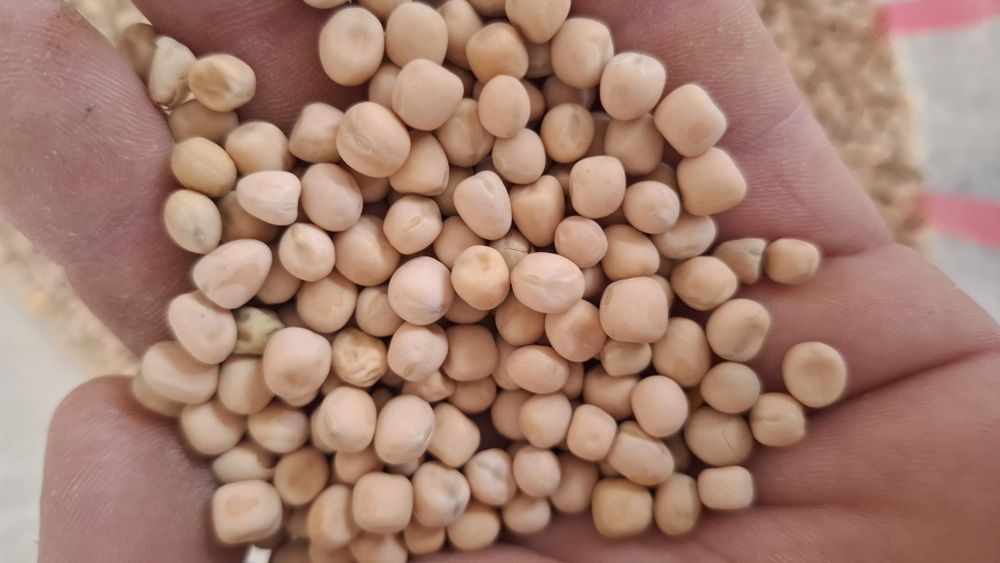 Vindem cereale din campania 2025