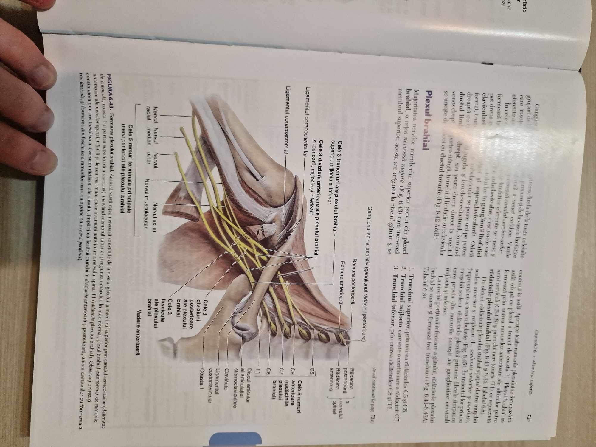 Anatomie clinică Moore