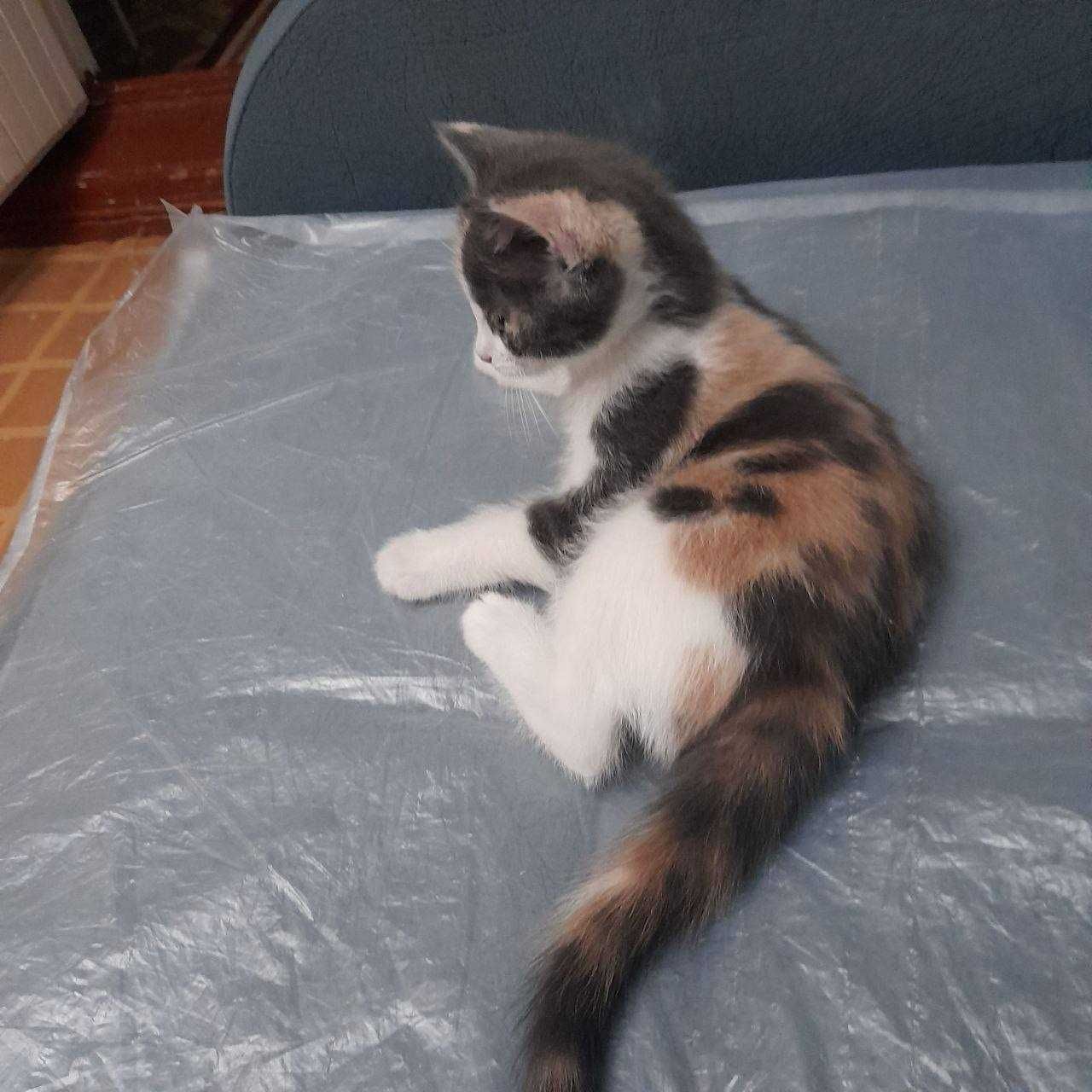 Котята в добрые руки. Бесплатно.