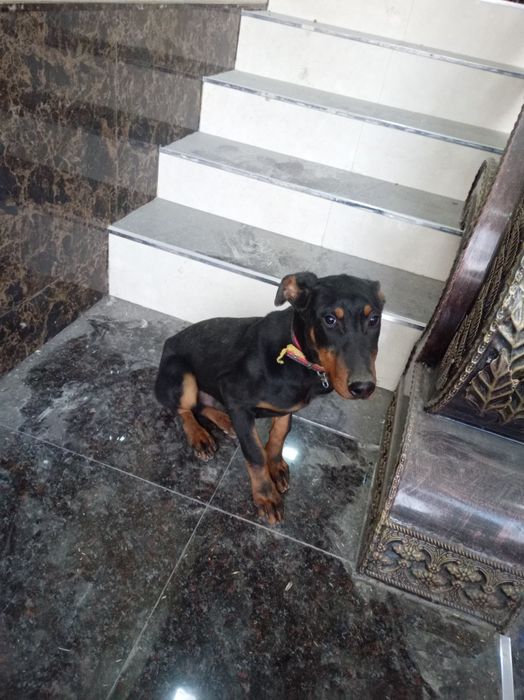 200 $ narxini kelishtramiz