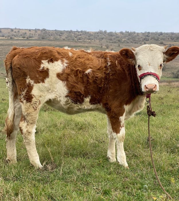 Vand  vitei , nu raspund la mesaje
