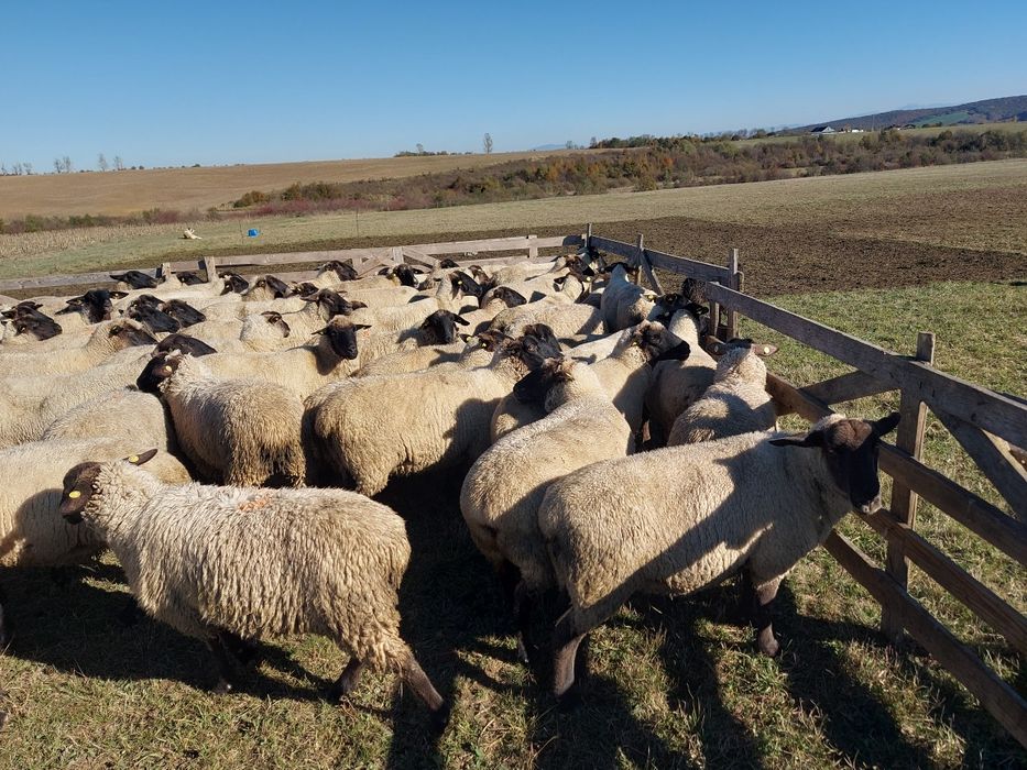 Vand berbecuti sufolk