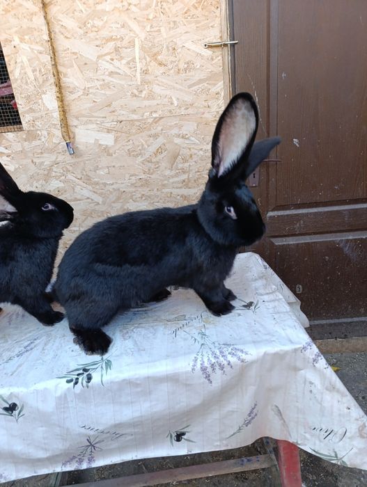 Vand sau schimb femela de Urias German