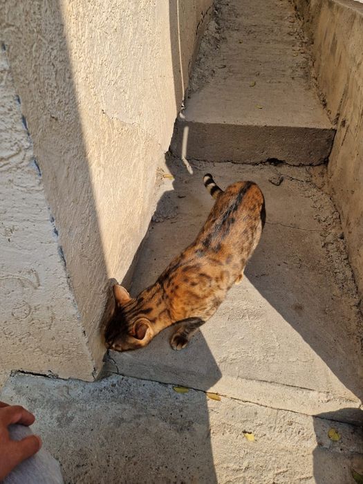 Кошка бенгальски