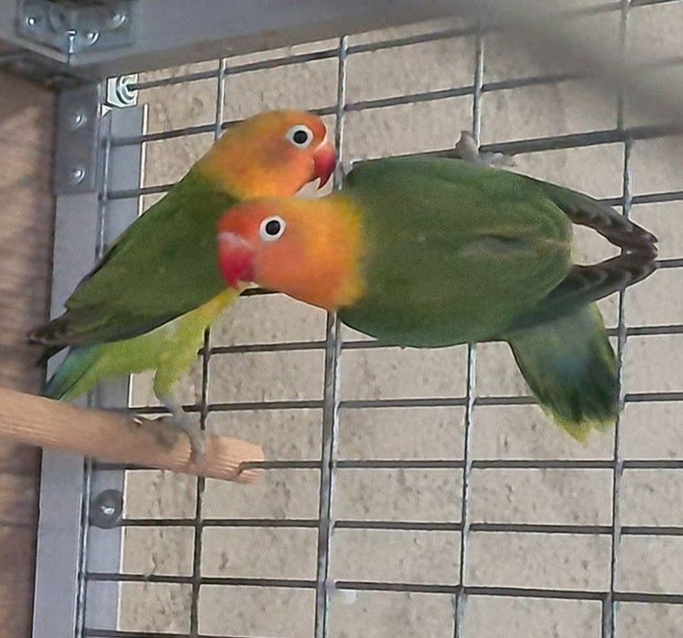Vand papagali Agapornis Fischeri - Lovebird !