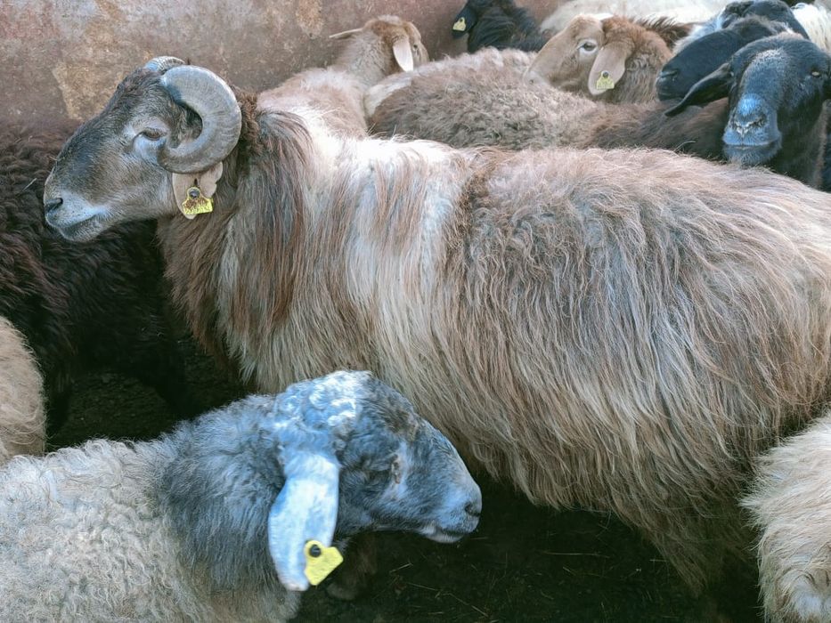 Қошқар, теке, қой