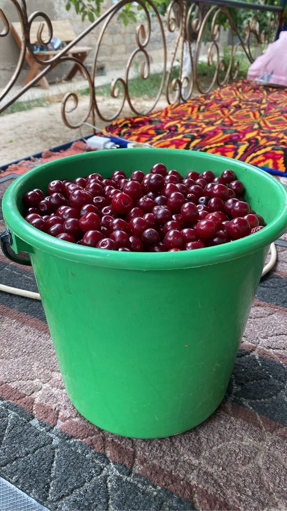 Продам вишню домашнюю