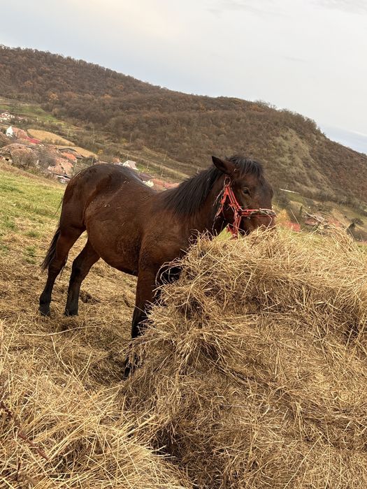 Vand doi manji 1 an 7 luni 2 ani 7 luni