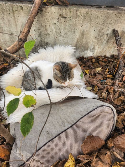 Дом за малко коте