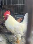 Cocos rasa  Leghorn Italia