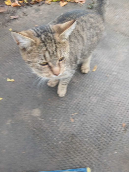 Donez pisica gri Oradea