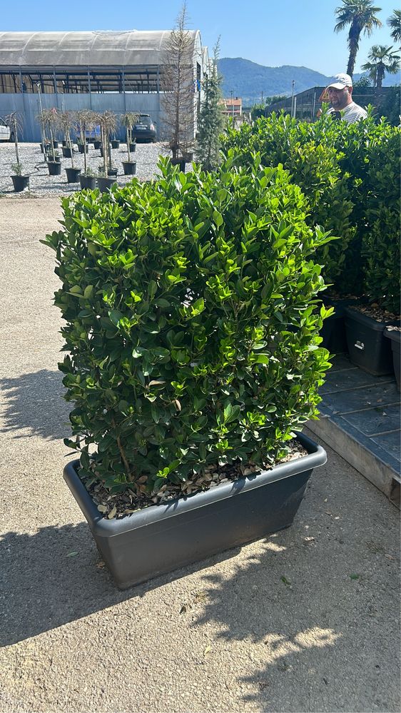 Plante ornamentale