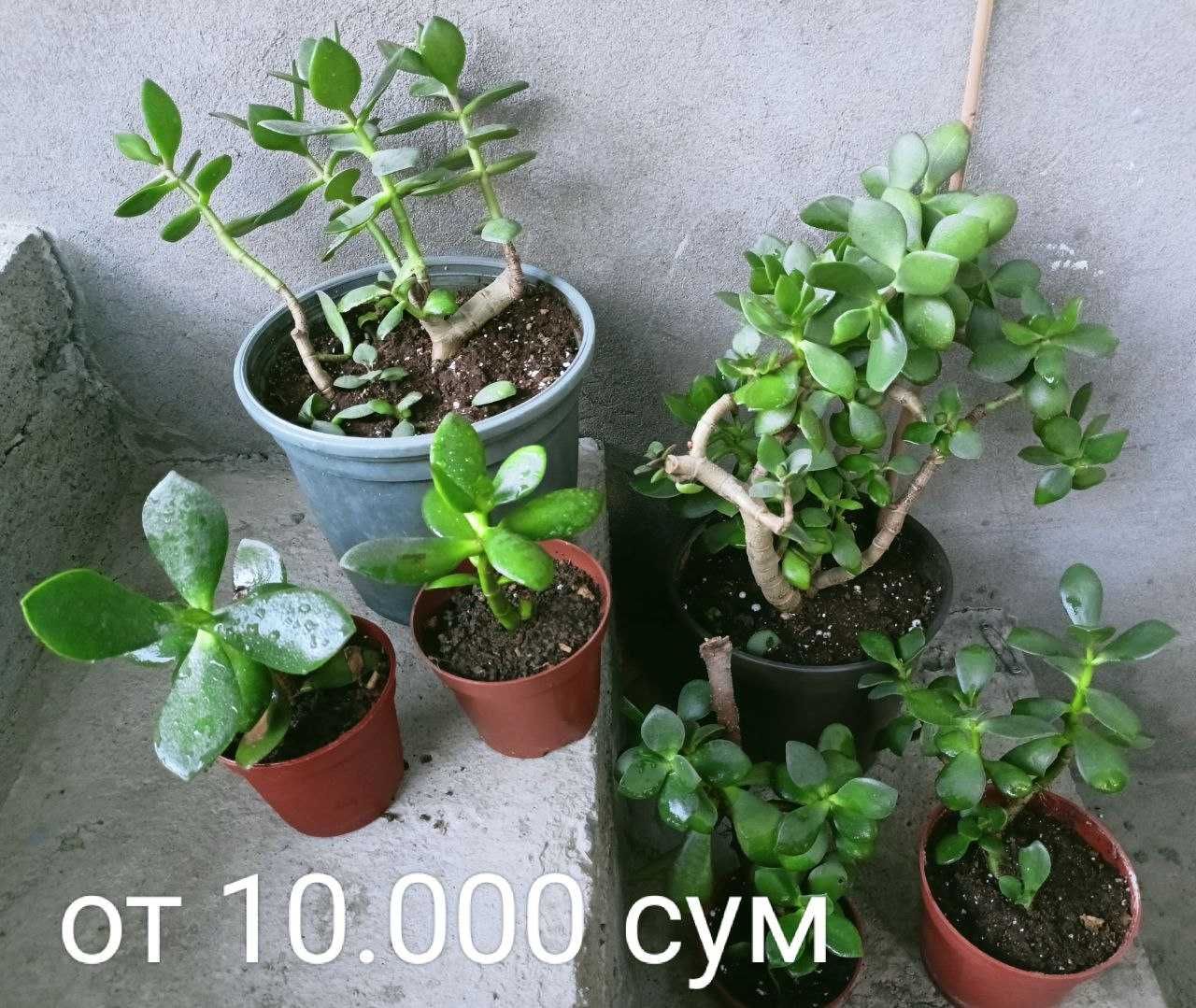 Комнатные растения