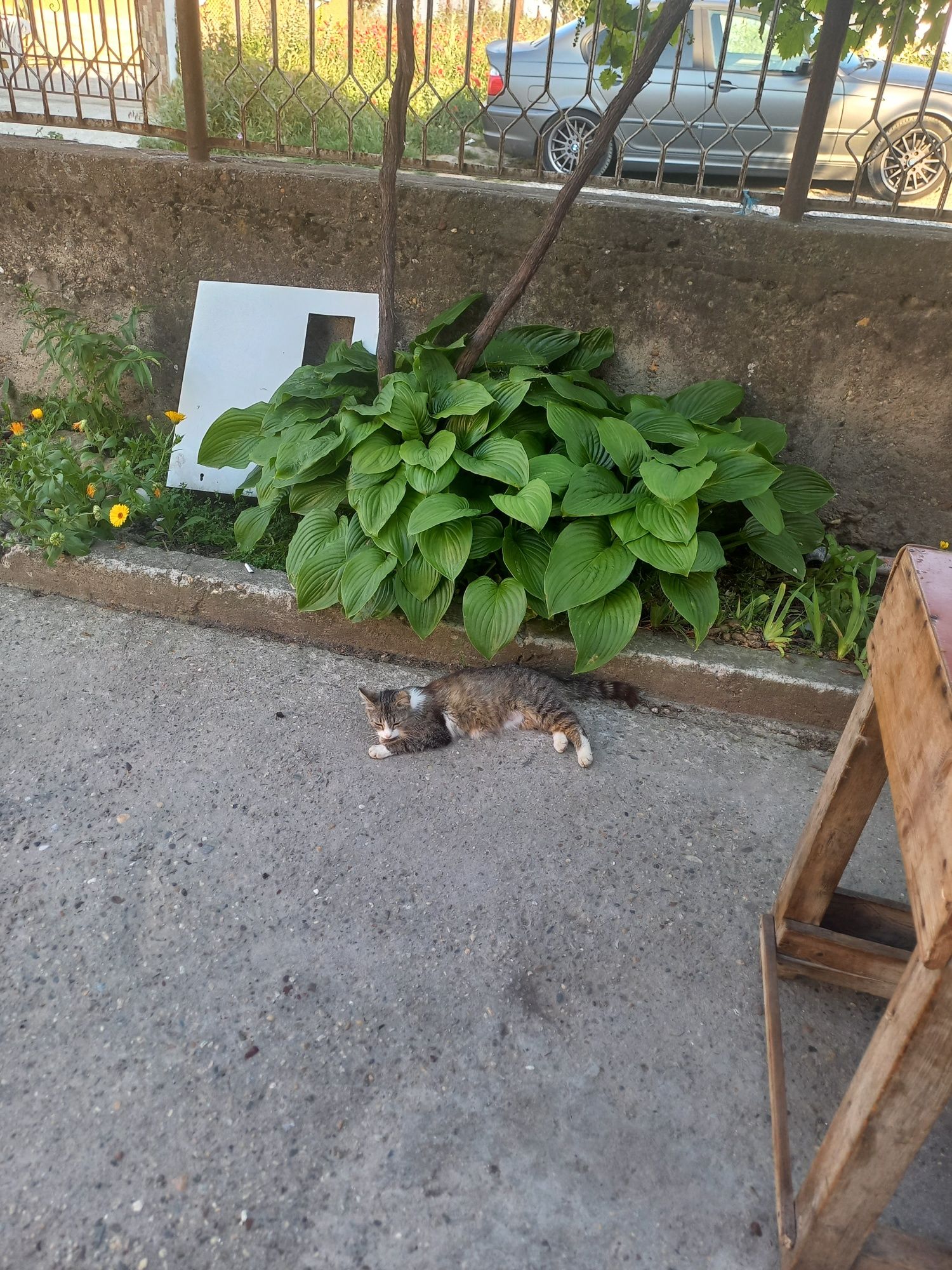 Малки котенца за осиновяване