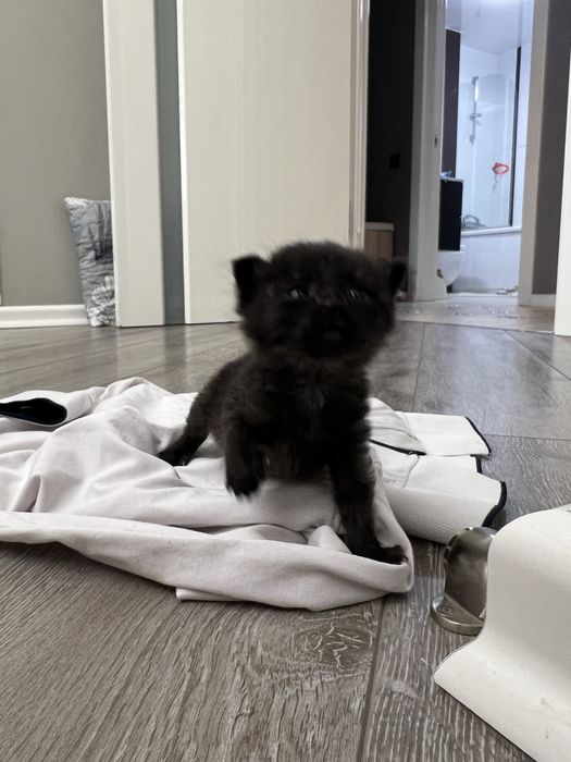 Отдадим котенка мальчик черный