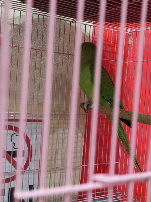 Продам попугая,не дорого.