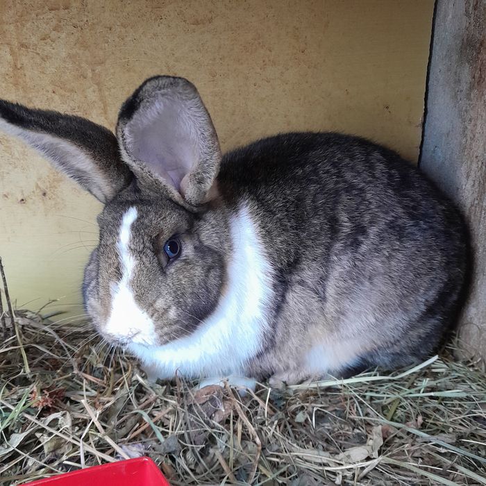 Iepurași pitici  Cap de leu