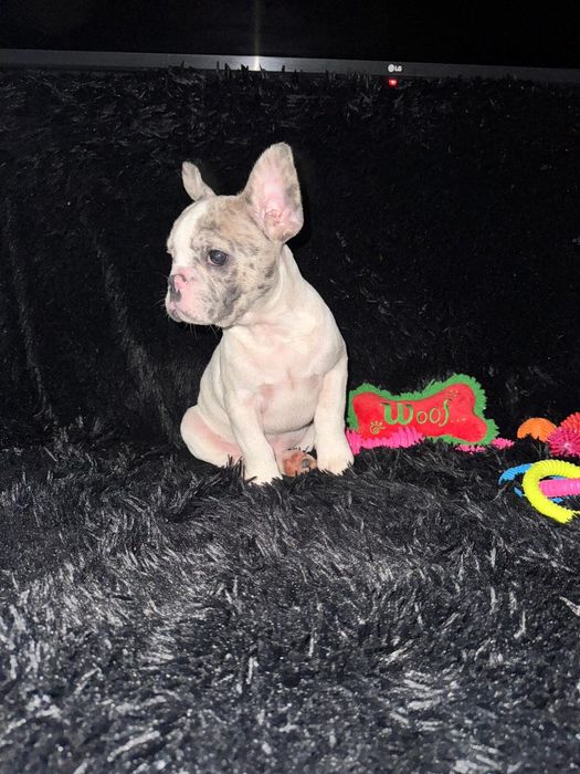 Bulldog Francez Merle Pied