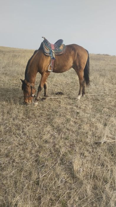 Ассалаумағалейкум тамызда 2 толды денесі ірі, алды арты бірдей