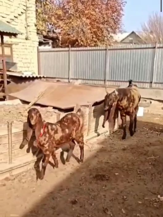 Камори 5 месяц козочка