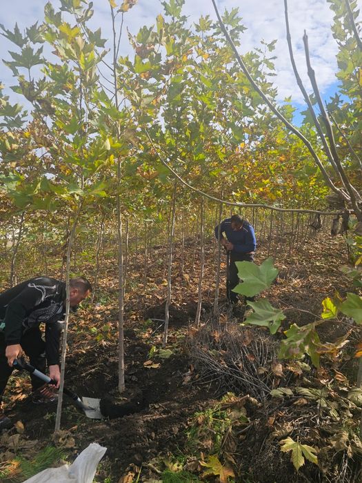 Platan - Mesteacan alb - Tei de floare - Artar