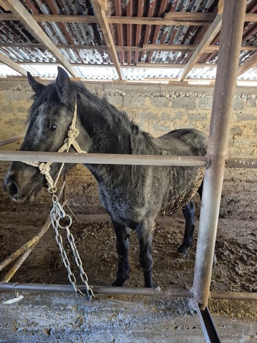 2 жасар сатылады